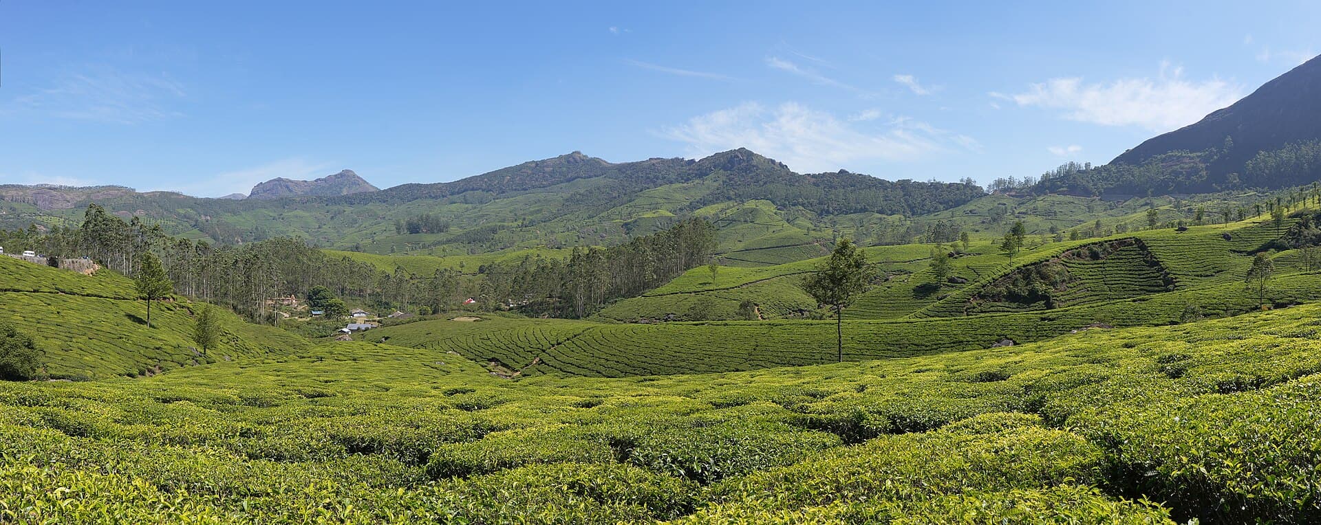 Rows of tea bushes covering the hills of the Lockhart estate near Munnar