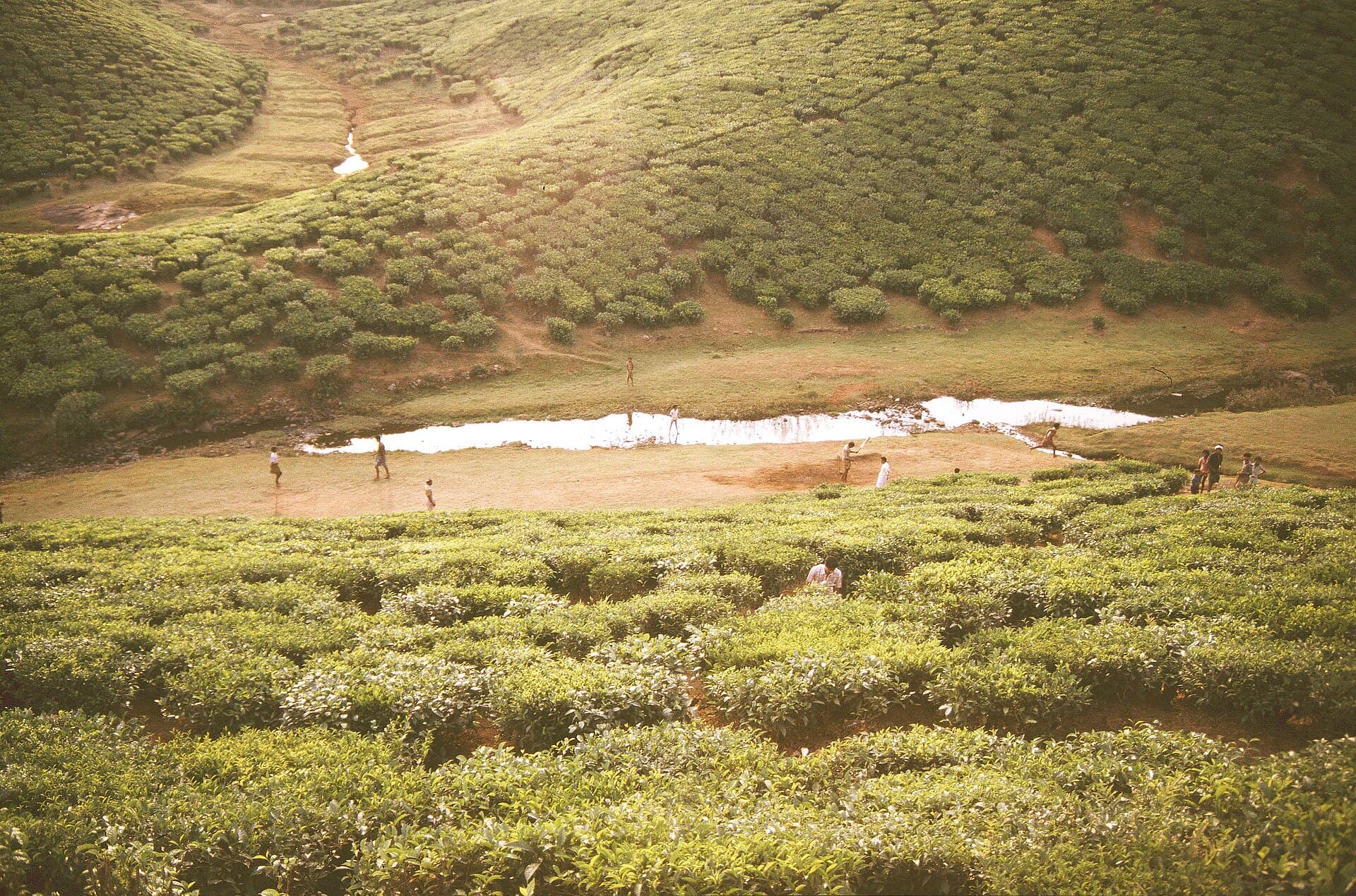 Tea plantations on the slopes of the Cardamom Hills