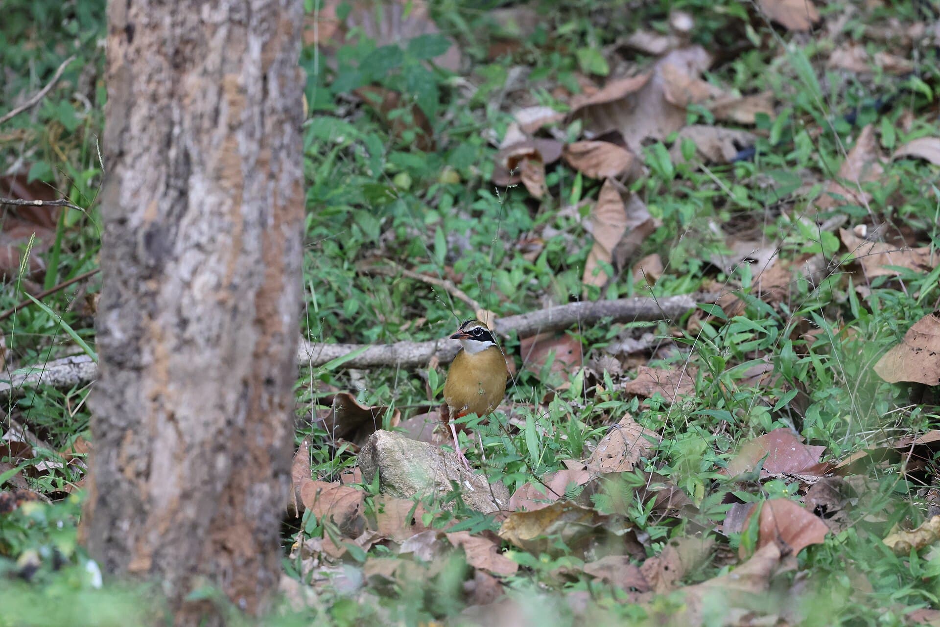 An Indian pitta perched on a branch at Thattekad Bird Sanctuary