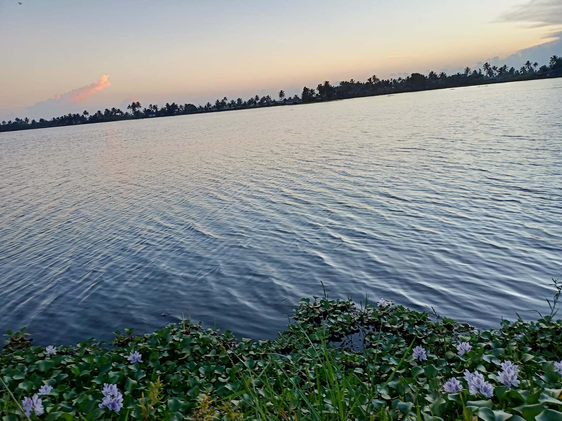 Flooded paddy fields beside a village near Champakulam, Alappuzha